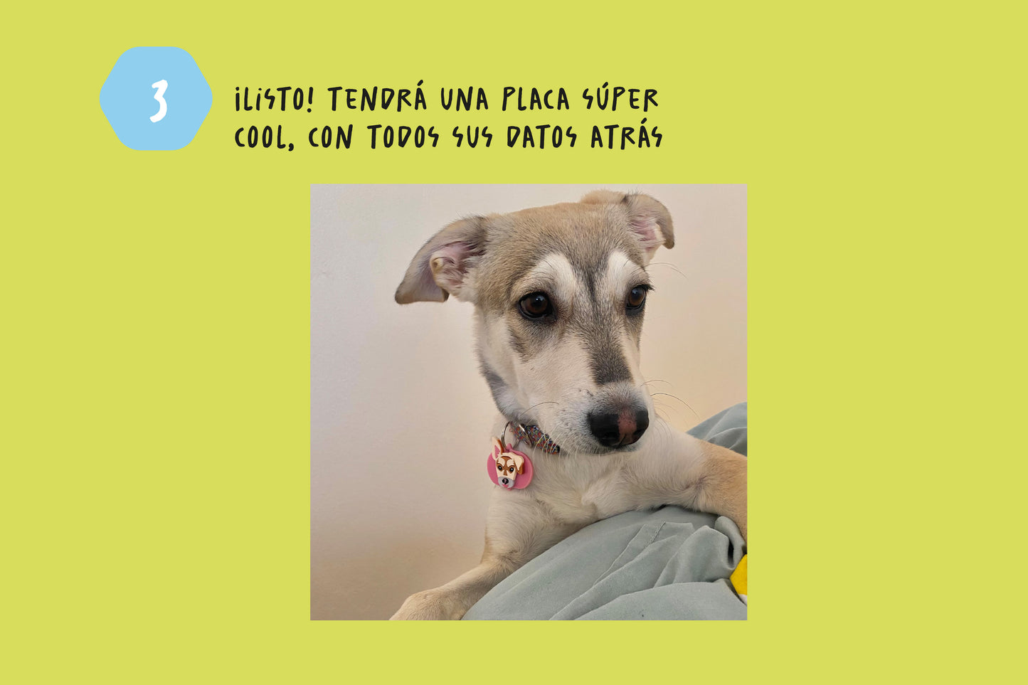 Plaquitas para Mascotas