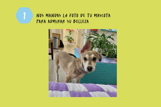 Plaquitas para Mascotas